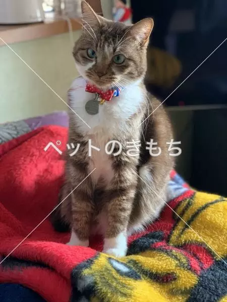 迷子猫の画像