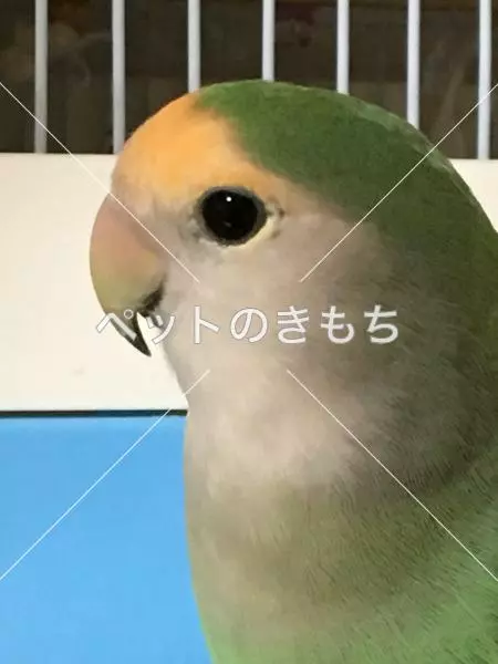 迷子鳥の画像