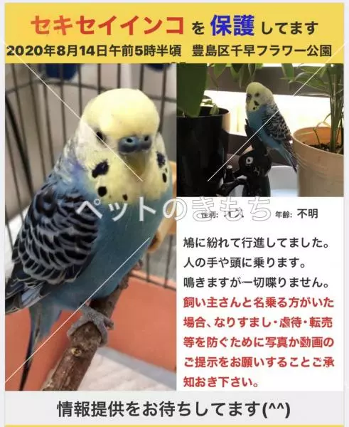 保護鳥の画像