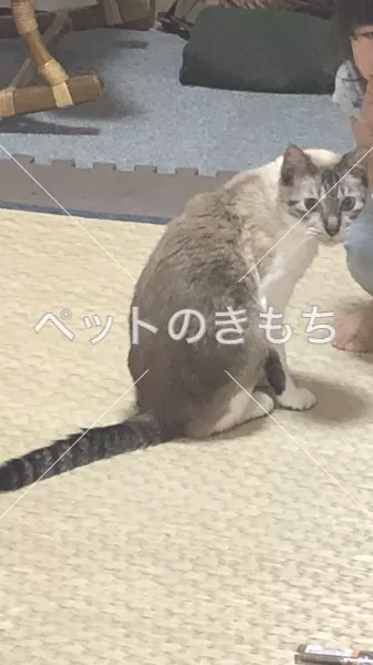 迷子猫の画像