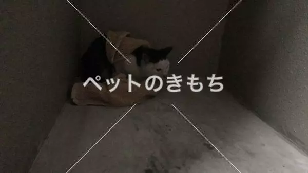 保護猫の画像