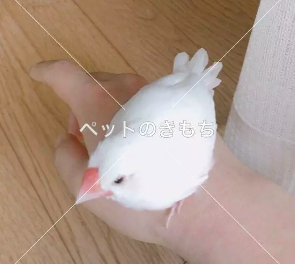 保護鳥の画像