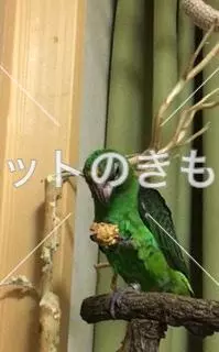 迷子鳥の画像