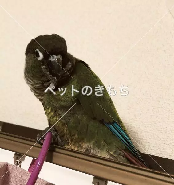 迷子鳥の画像