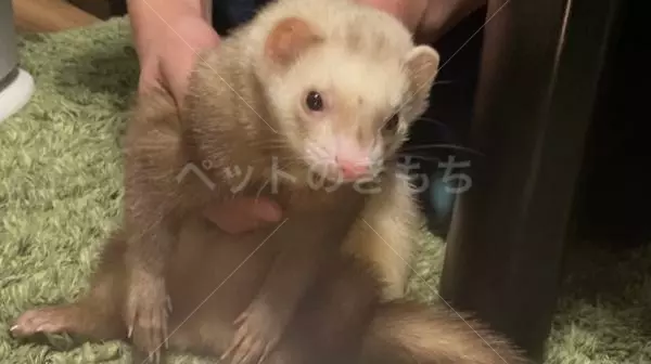 迷子ペットの画像