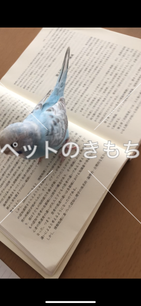 迷い鳥の写真