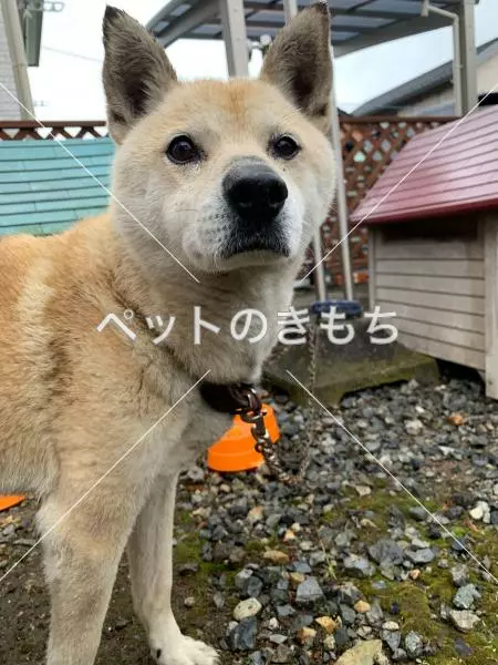 保護犬の画像