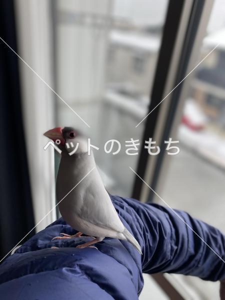 迷子鳥の画像