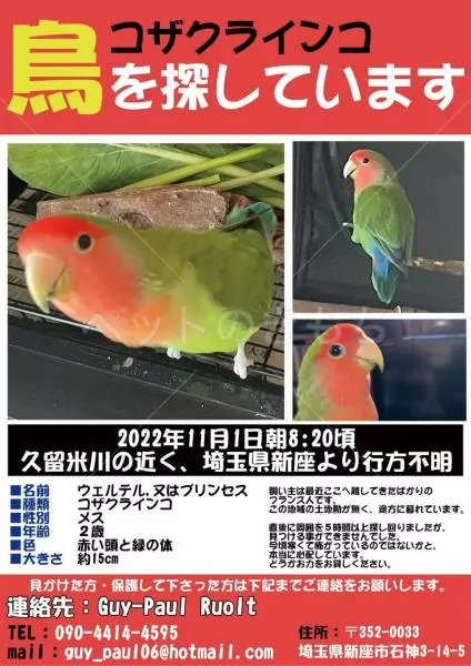 迷子鳥の画像