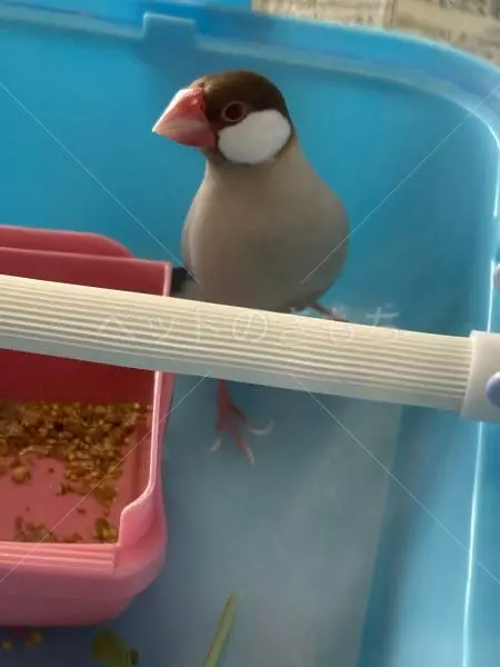 コメントの画像