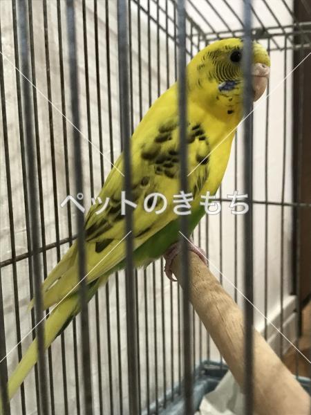 保護鳥の写真