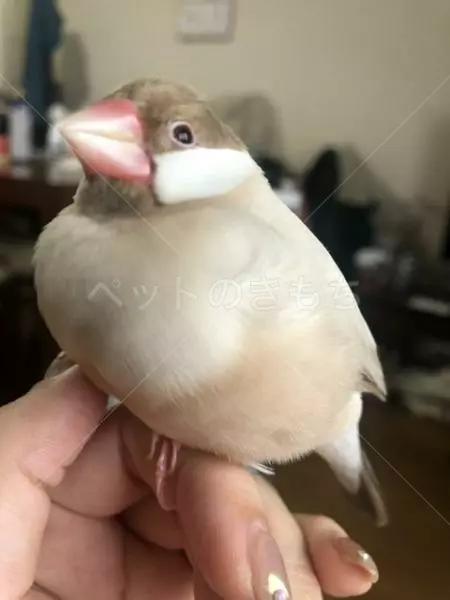 迷子鳥の画像