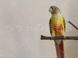 迷子鳥の画像