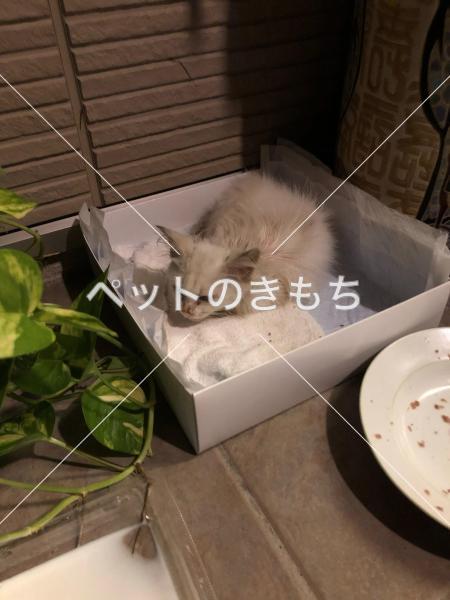 迷い猫の写真