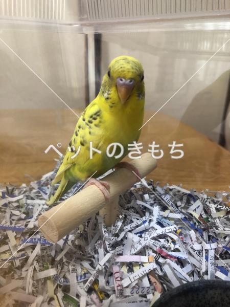 迷子鳥の画像