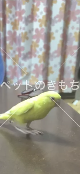 迷子鳥の画像