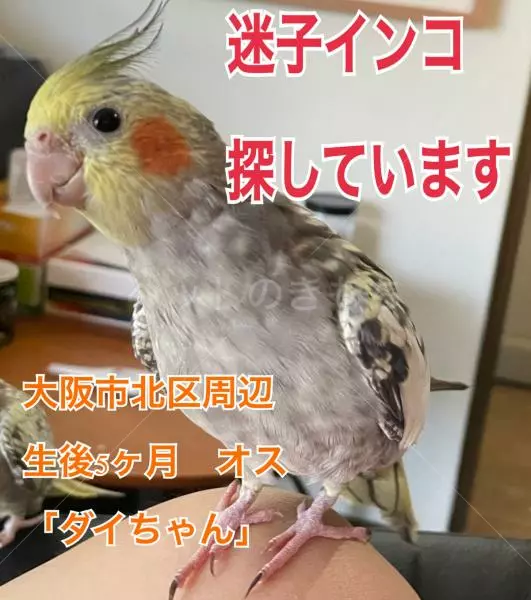 迷子鳥の画像