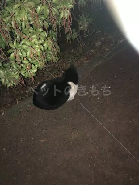 コメントの画像