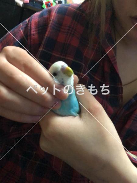 迷子鳥の画像