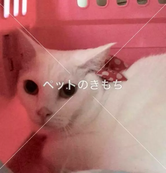 迷子猫の画像