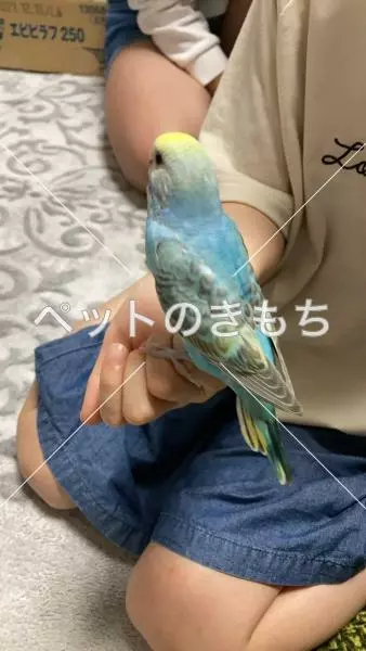 迷子鳥の画像