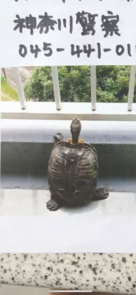 迷子ペットの画像