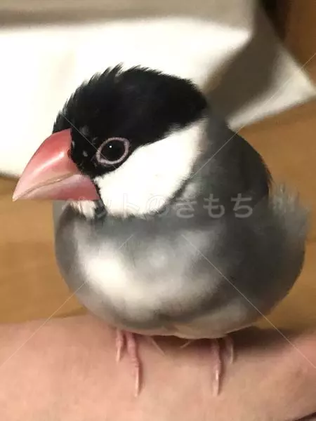 迷子鳥の画像
