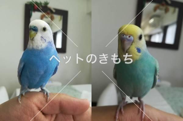 迷子鳥の画像