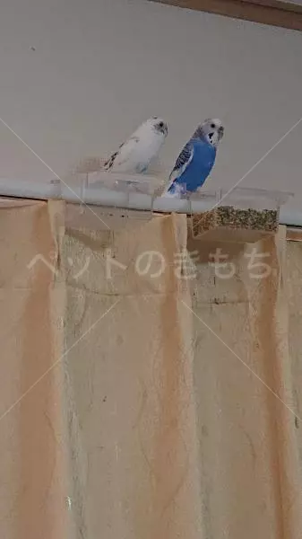 迷子鳥の画像