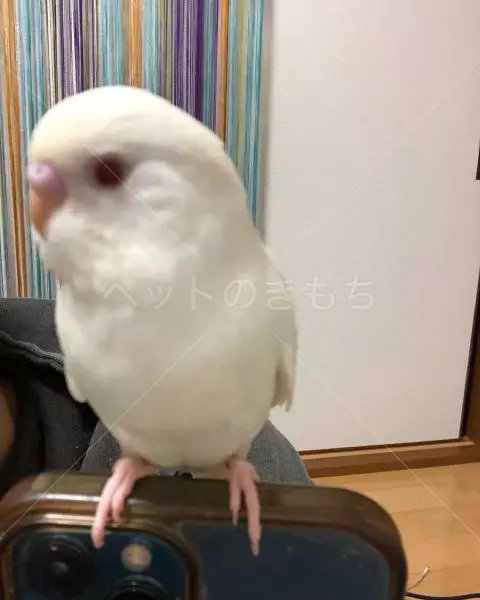 保護鳥の画像