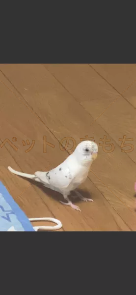 迷子鳥の画像