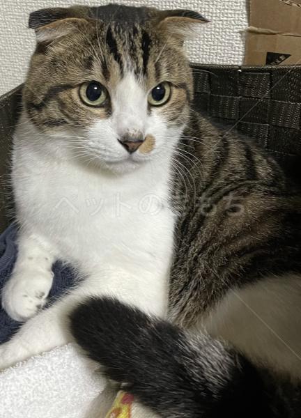 迷子猫の画像