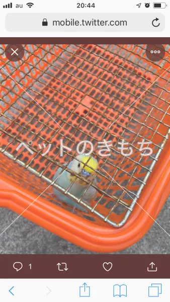 コメント投稿の画像