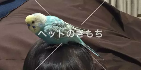 コメント投稿の画像