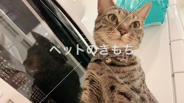 迷子猫の画像