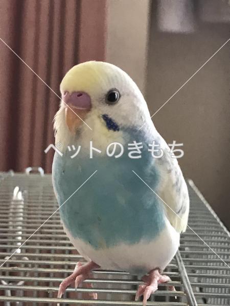 迷子鳥の画像