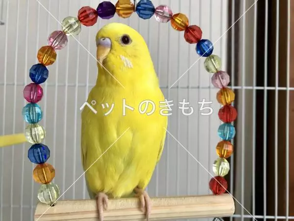 迷子鳥の画像