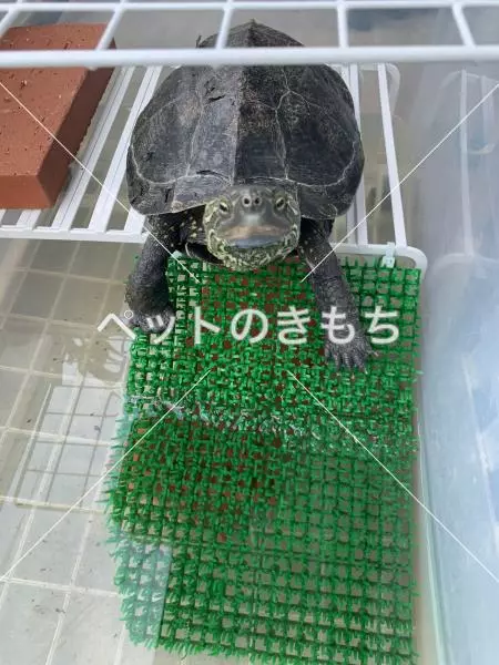 迷子ペットの画像