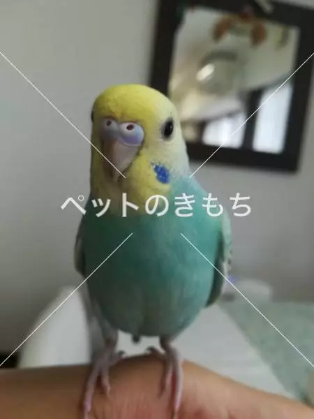 コメント投稿の画像