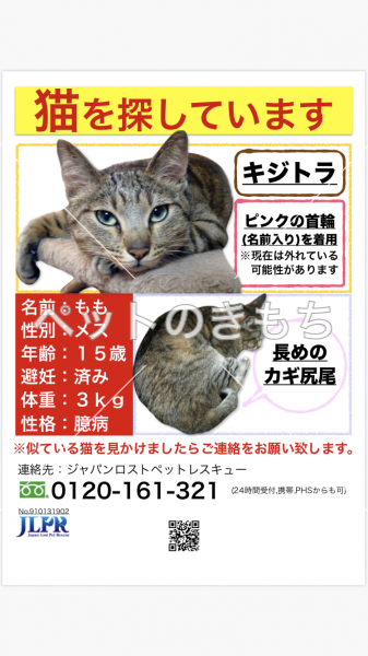 迷い猫の写真