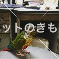 迷子鳥の画像