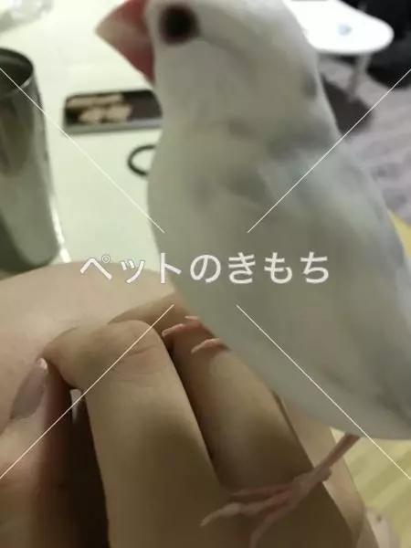 迷子鳥の画像