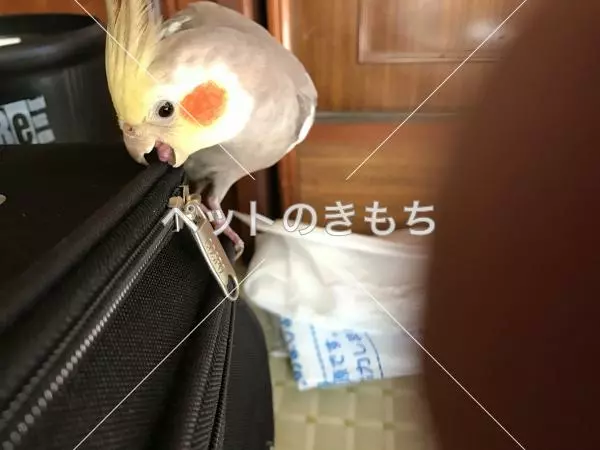 迷子鳥の画像