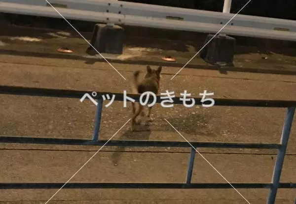 コメント投稿の画像