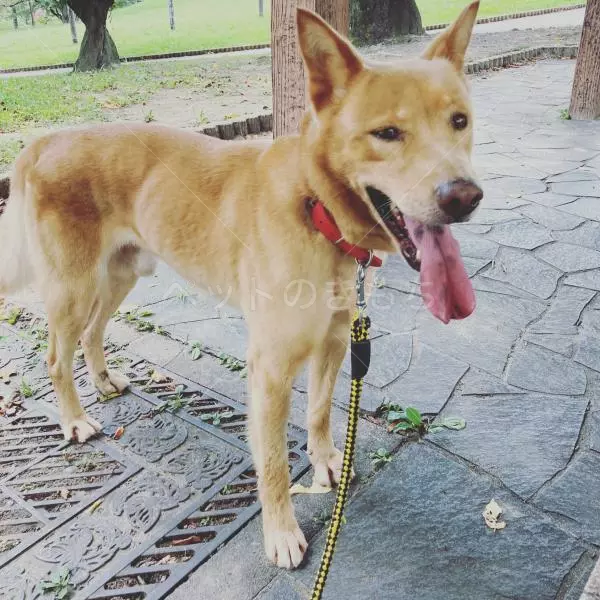 迷子犬の画像