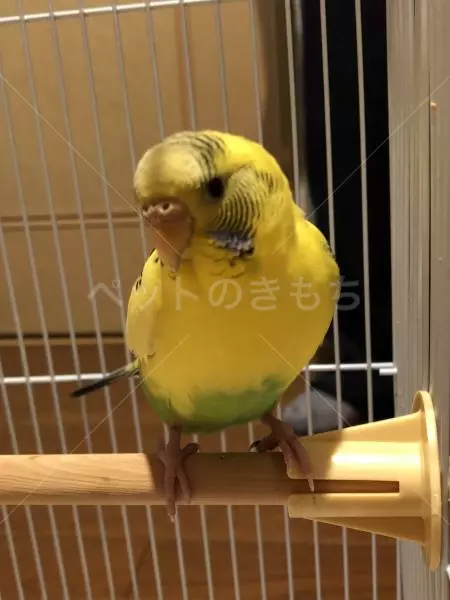 保護鳥の画像