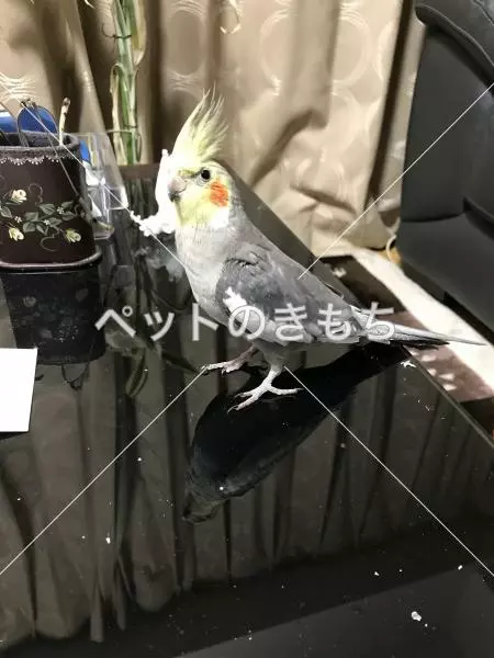 迷子鳥の画像