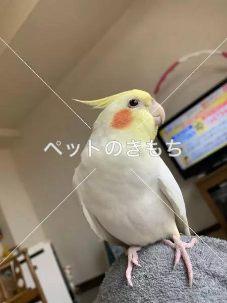迷子鳥の画像