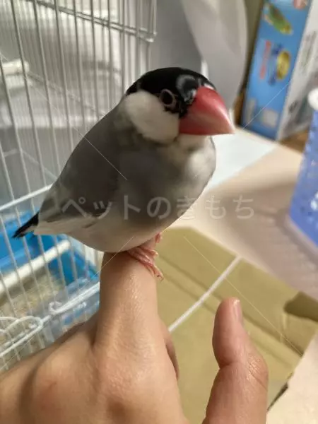 保護鳥の画像