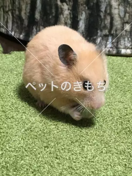 迷子ペットの画像